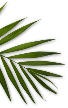 shape